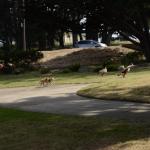 Monterey2016_0154 (April 29, 2016)
